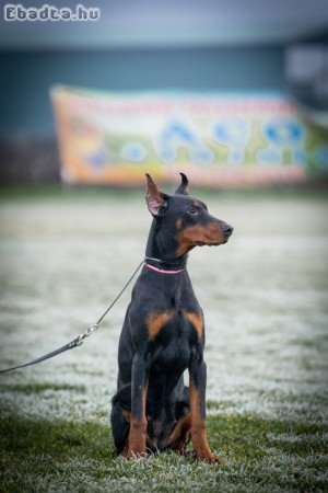 DOBERMAN PUPPY