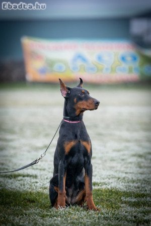 DOBERMAN PUPPY