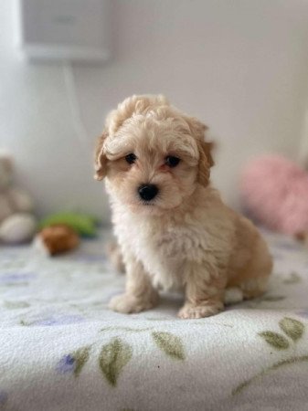 Maltipoo maltai selyem es torpe uszkar