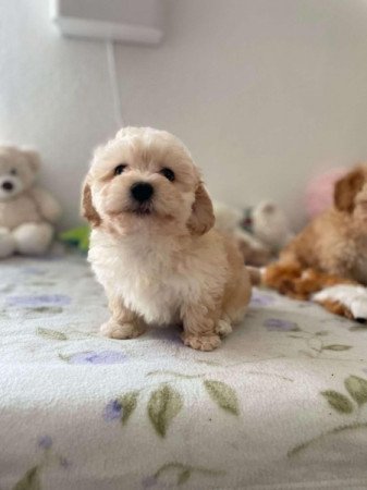 Maltipoo maltai selyem es torpe uszkar