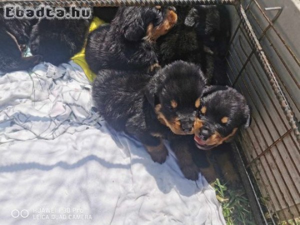 Rottweiler kiskutyák