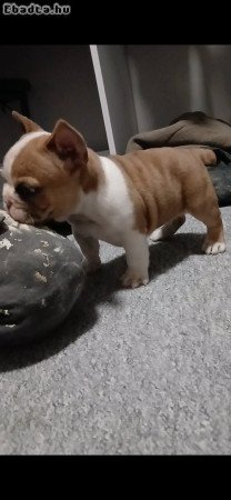 Francia bulldog