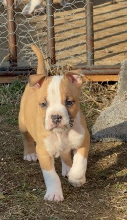 Amerikai Staffordshire Terrier