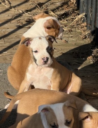 Amerikai Staffordshire Terrier