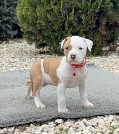 Amerikai Staffordshire Terrier