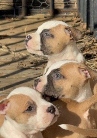 Amerikai Staffordshire Terrier