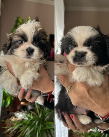 Shih-Tzu