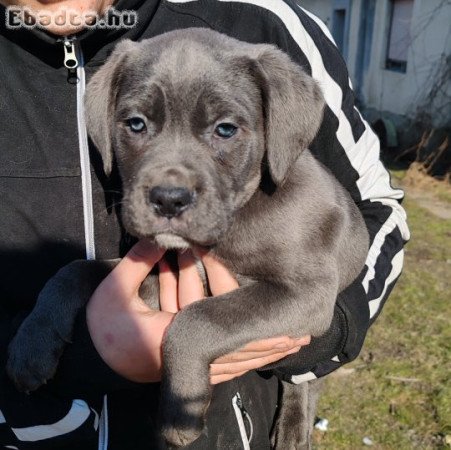 Cane corso 8 hetes kiskutyák