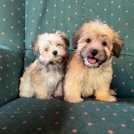 bichon havanese