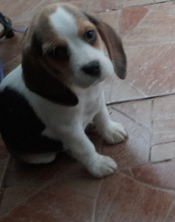 Beagle