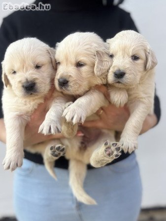 Golden retriver kiskutyák