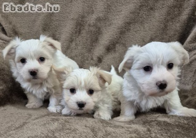 7 hetes bichon havanese kisfiúk foglalhatók!