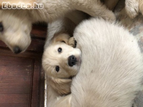 golden retriever kiskutyák