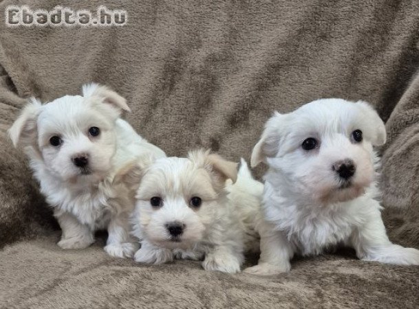 7 hetes bichon havanese kisfiúk foglalhatók!