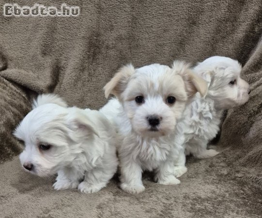 7 hetes bichon havanese kisfiúk foglalhatók!