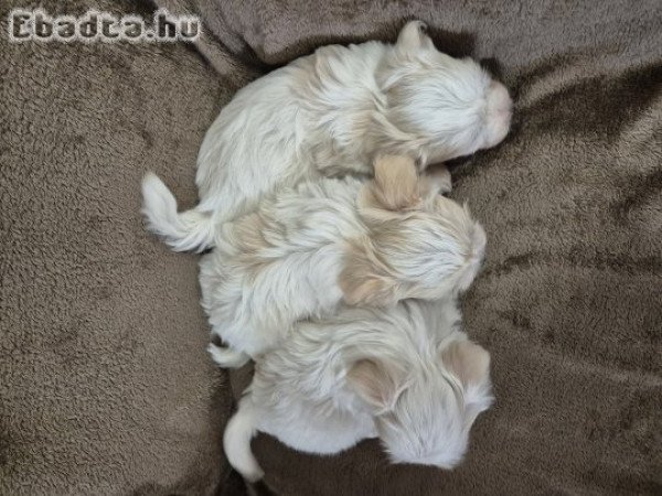 7 hetes bichon havanese kisfiúk foglalhatók!