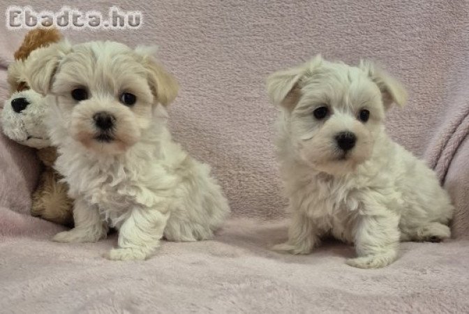 7 hetes bichon havanese kislányok foglalhatók!