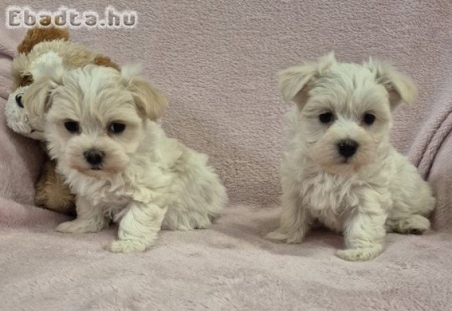 7 hetes bichon havanese kislányok foglalhatók!