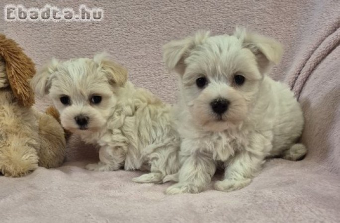 7 hetes bichon havanese kislányok foglalhatók!