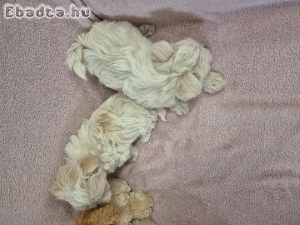 7 hetes bichon havanese kislányok foglalhatók!