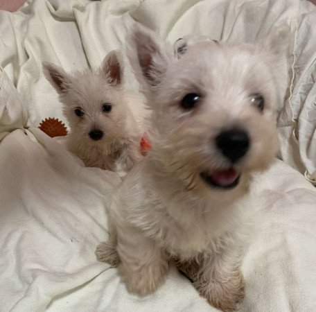 West Highland White Terrier