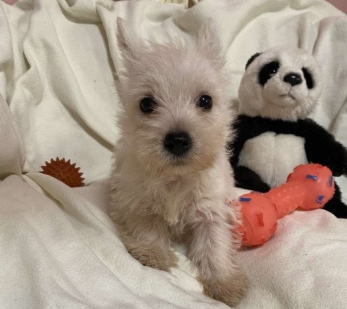 West Highland White Terrier