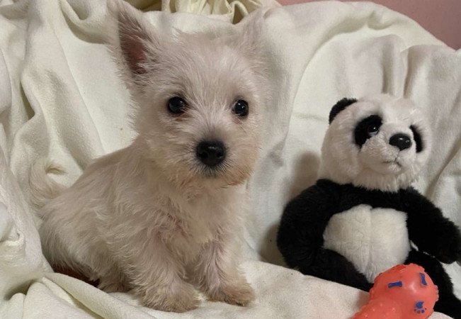 West Highland White Terrier