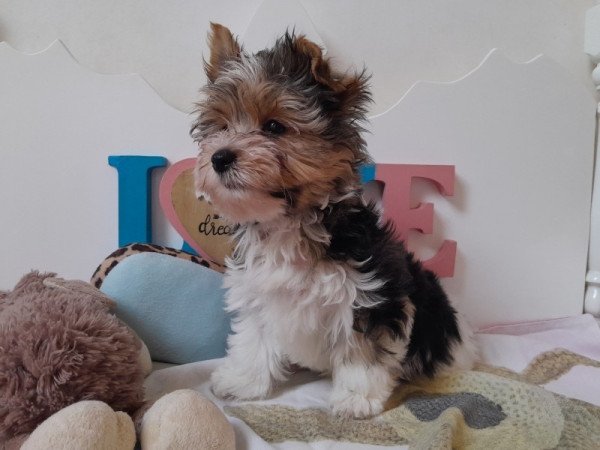 Biewer Yorkshire terrier