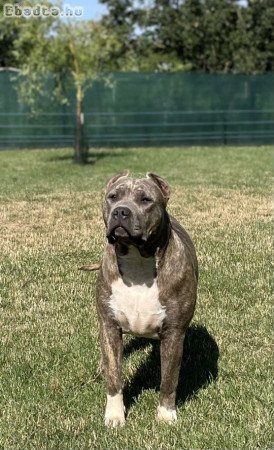 ABKC American Bully XL brindle kislány