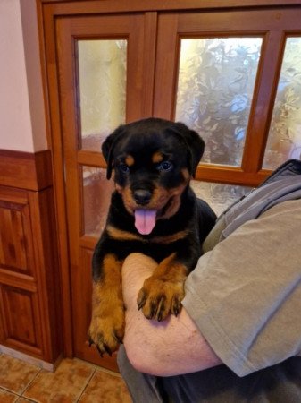 Rotweiler