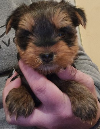 Yorki terrier