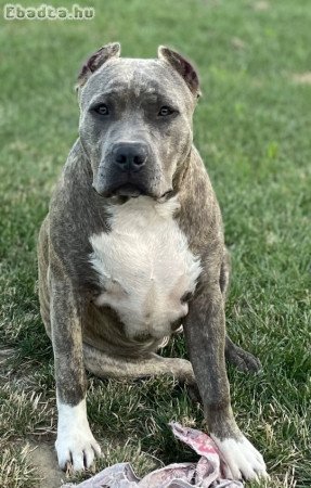 ABKC American Bully XL brindle kislány