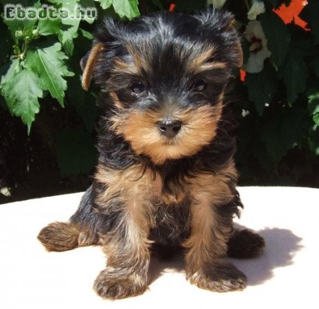 Yorkshire terrier kölykök eladók