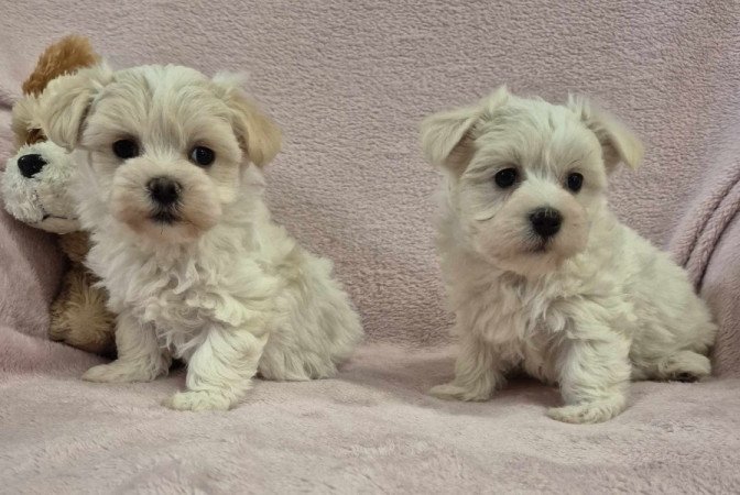 Bichon havanese