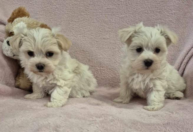 Bichon havanese