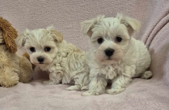 Bichon havanese