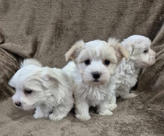 Bichon havanese