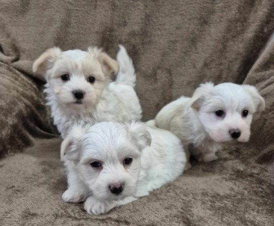 Bichon havanese