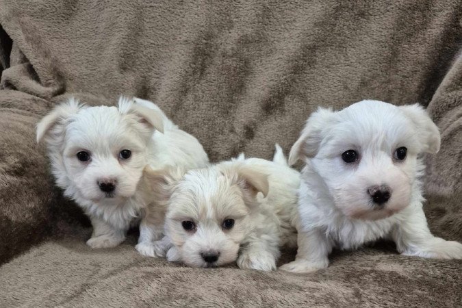 Bichon havanese