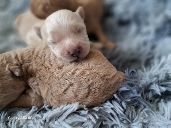 Máltai+uszkár=Maltipoo havanese bichon