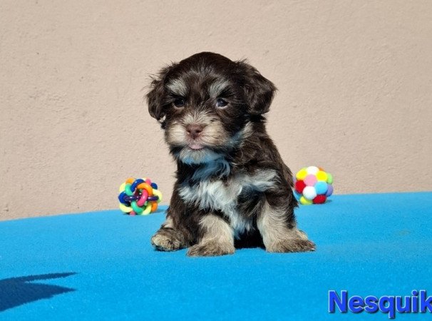 Bichon havanese