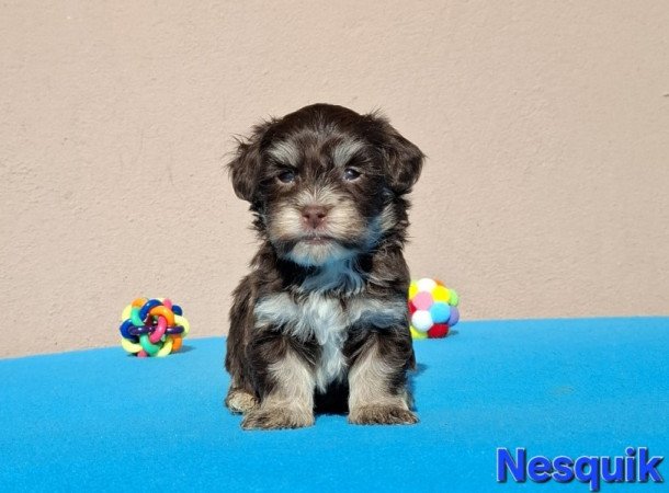 Bichon havanese