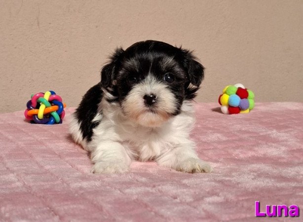 Bichon havanese