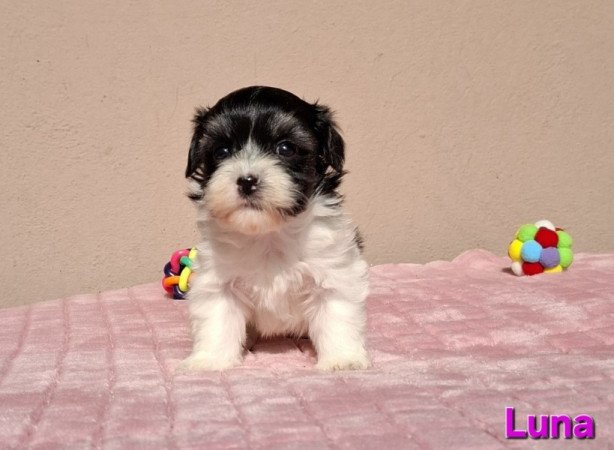 Bichon havanese