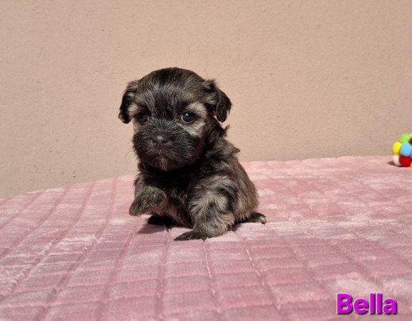 Bichon havanese