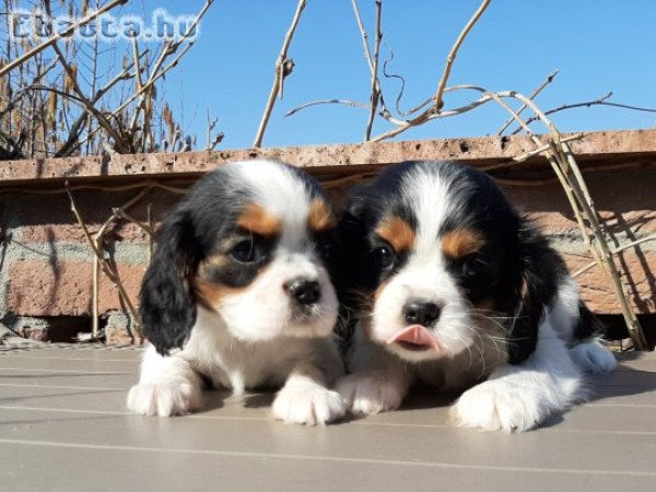 eladó cavalier king charles spániel