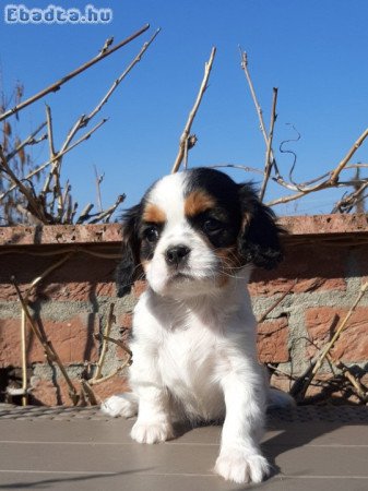 eladó cavalier king charles spániel