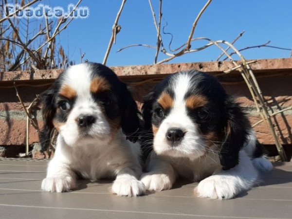 eladó cavalier king charles spániel