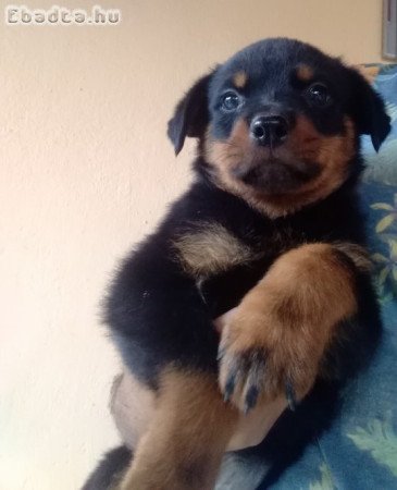 Rottweiler