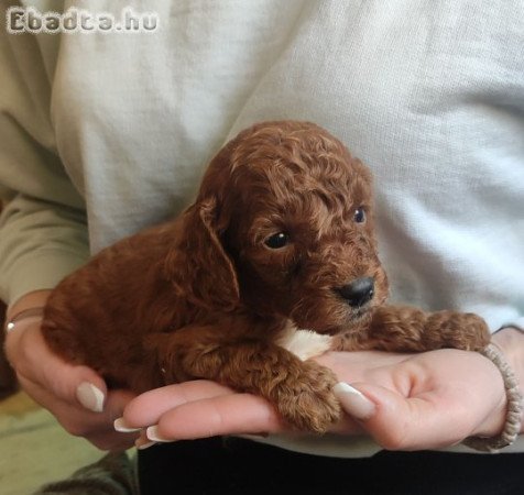 Poodle Puppies